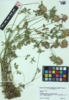 Trifolium pratense image