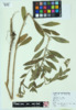 Oenothera biennis image