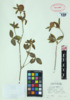 Trifolium pratense image