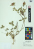 Trifolium pratense image