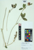 Trifolium pratense image