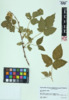 Rubus flagellaris image