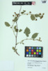 Rubus pensilvanicus image