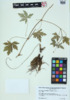 Geranium bicknellii image