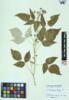 Rubus occidentalis image