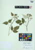 Rubus occidentalis image