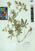 Potentilla recta image