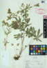 Potentilla recta image