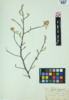 Amelanchier canadensis image