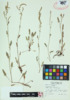 Rumex acetosella image