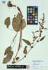 Rumex obtusifolius image