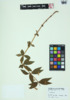 Lysimachia quadrifolia image