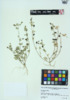 Medicago lupulina image