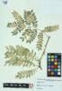 Gleditsia triacanthos image