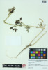 Melilotus officinalis image