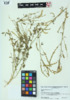 Melilotus officinalis image