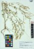 Melilotus officinalis image