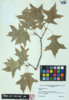 Quercus ilicifolia image