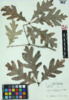 Quercus alba image