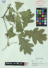 Quercus alba image