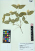 Philadelphus pubescens image