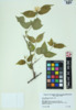 Philadelphus pubescens image