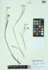 Sisyrinchium angustifolium image