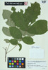 Carya alba image