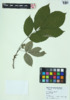 Carya ovata image