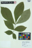 Carya cordiformis image