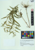 Epilobium coloratum image