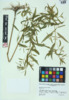 Epilobium coloratum image