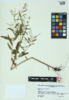 Epilobium coloratum image