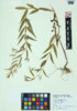 Epilobium coloratum image