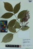 Fraxinus americana image