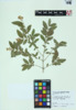 Ligustrum vulgare image