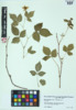 Rubus flagellaris image