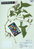 Polygonum arifolium image