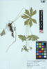 Geranium maculatum image