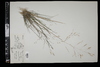 Agrostis perennans image