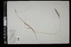 Calamagrostis canadensis image