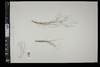 Eragrostis capillaris image