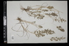 Eragrostis cilianensis image