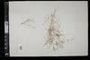 Eragrostis hypnoides image