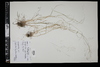 Eragrostis pectinacea image