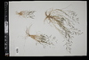 Eragrostis pectinacea image