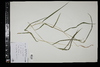 Leersia oryzoides image