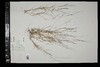 Muhlenbergia schreberi image