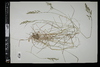 Poa pratensis image