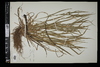 Carex amphibola image